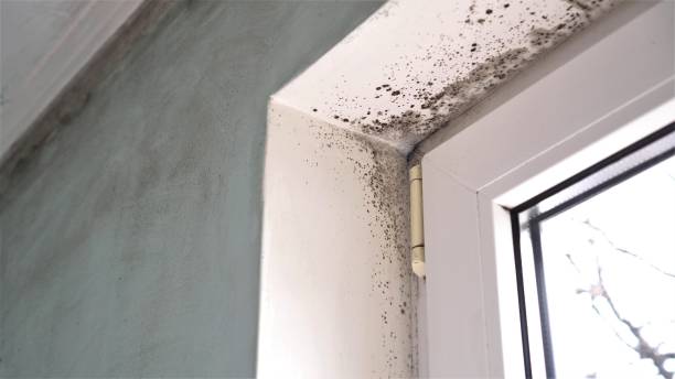 Best Office Mold Removal Services  in Merriam, KS