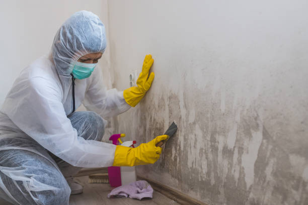 Best Mold Damage Repair  in Merriam, KS