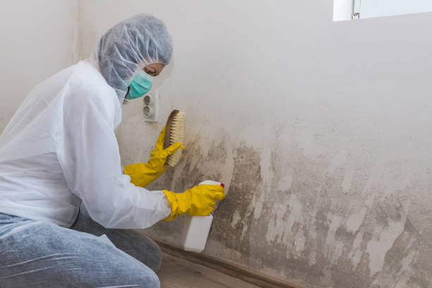 Best Certified Mold Removal  in Merriam, KS