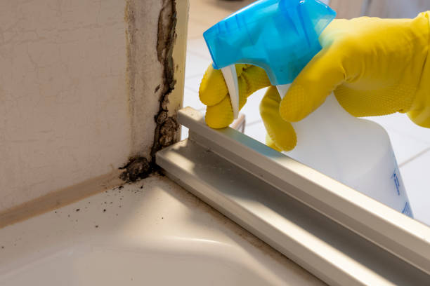Best Commercial Mold Removal  in Merriam, KS