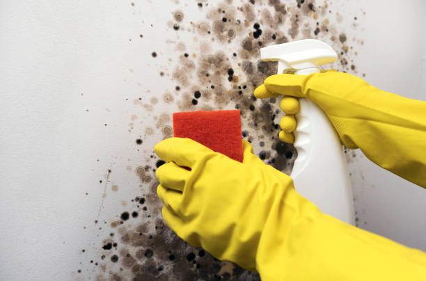Best Mold Remediation  in Merriam, KS