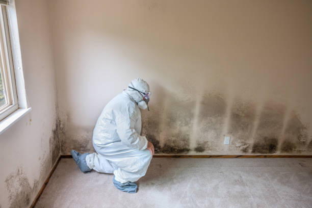 Best Black Mold Removal  in Merriam, KS