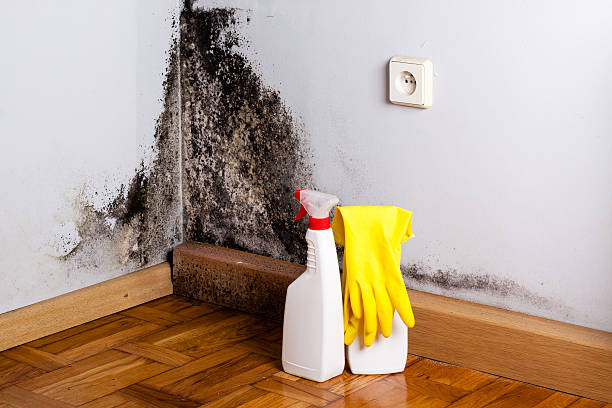 Best Affordable Mold Removal  in Merriam, KS