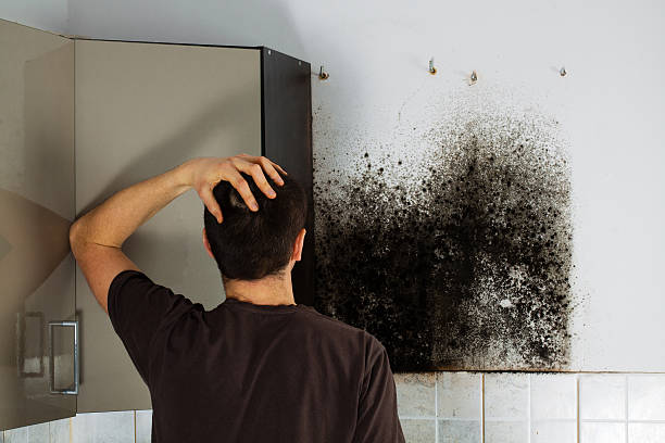 Best Emergency Mold Removal  in Merriam, KS