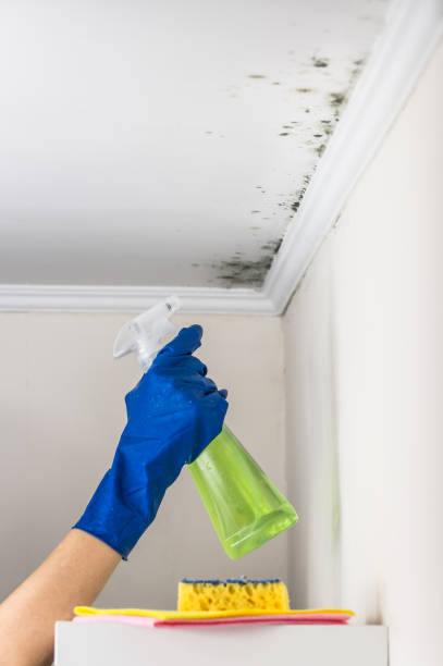 Best Professional Mold Removal  in Merriam, KS